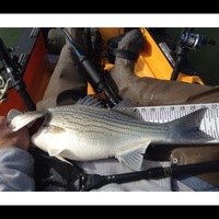 Photo of fishing for Hybrid Bass in Lewisville Lake, TX