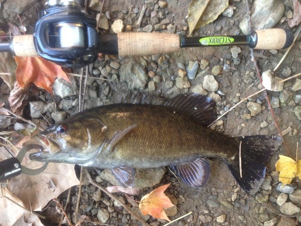 Paint Creek Fishing Report 11/14/2017