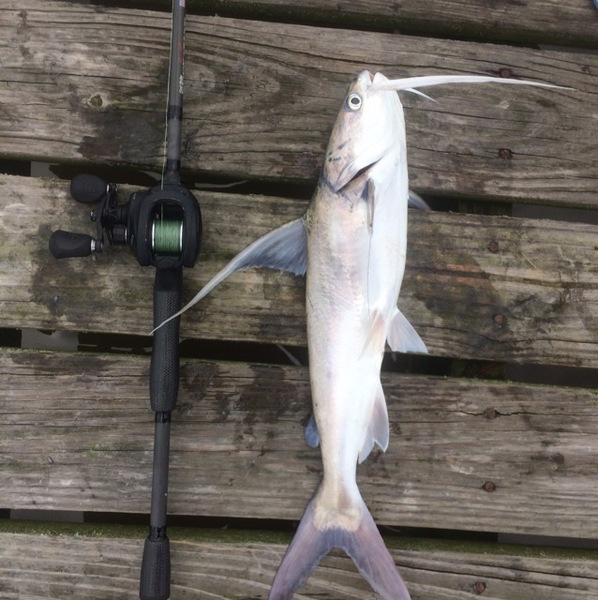 Bay St Louis Fishing Report 07/08/2017