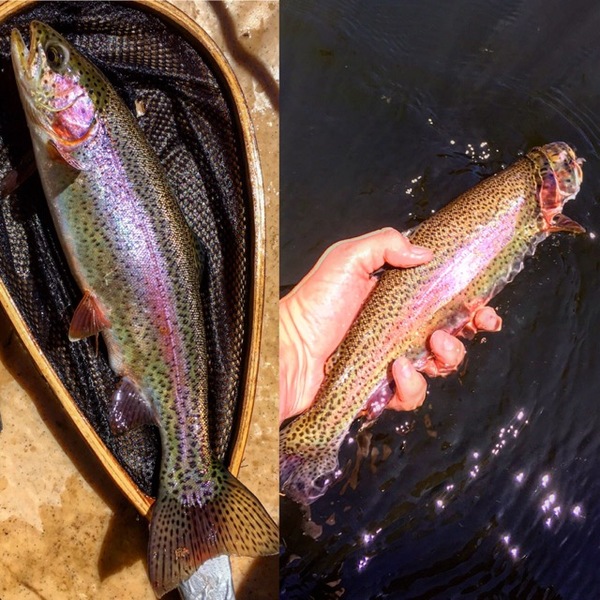 Obey River Fishing Report 07/30/2017