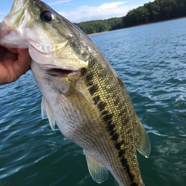 Lake Sidney Lanier Fishing Report 07/15/2017