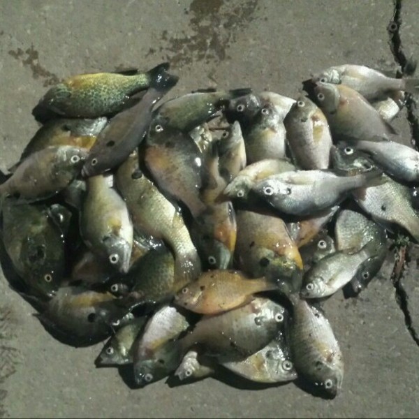 Great mogadore reservoir report image here, check it out