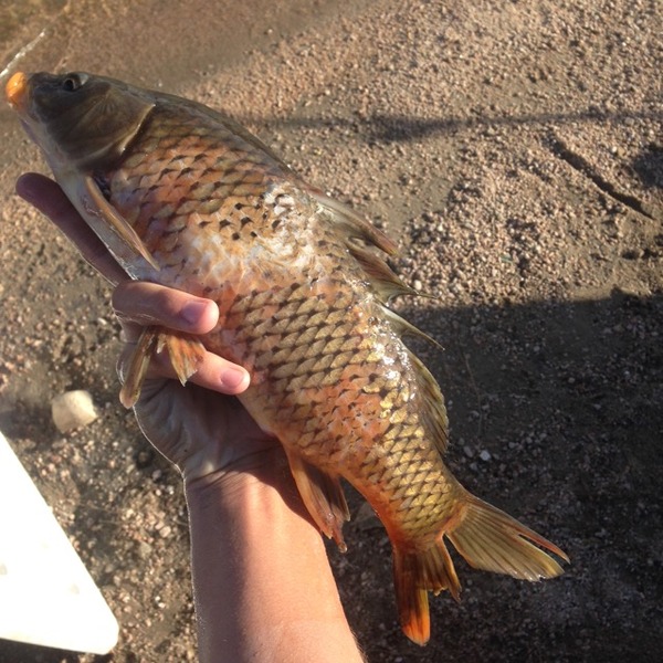 Hook up az fishing-in-Weiniomata