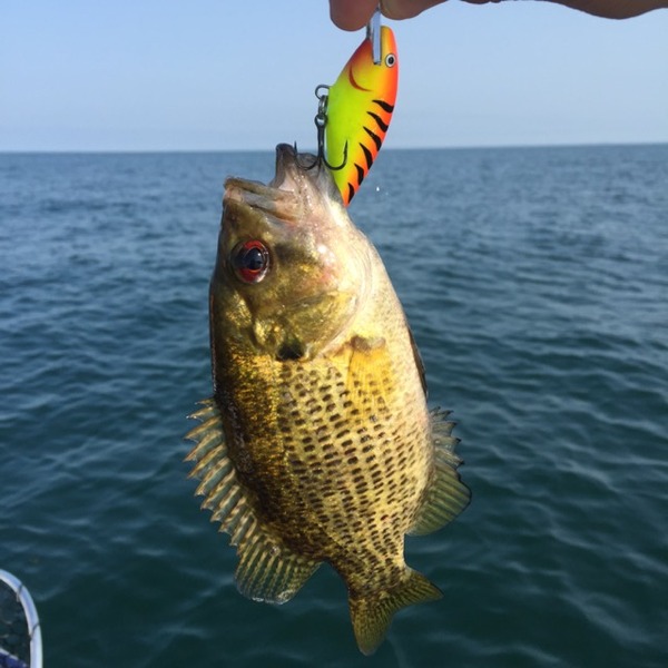 charter boat wolf rock lake erie fishing report autos post charter boat wolf rock lake erie fishing report autos post