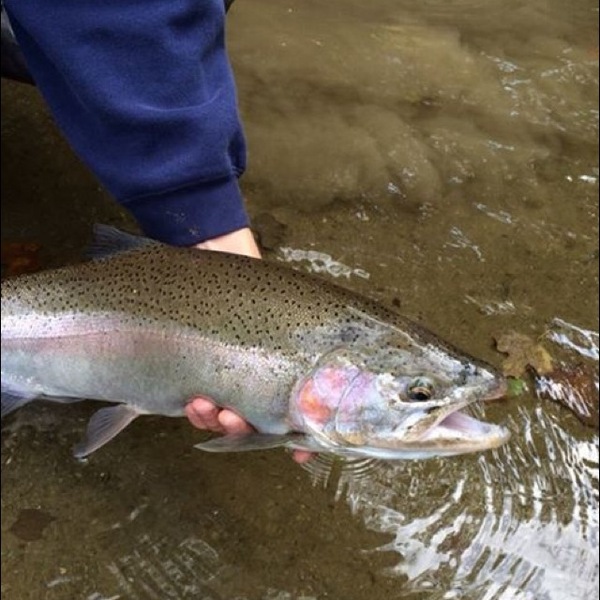 Chautauqua Creek Steelhead Fishing Report