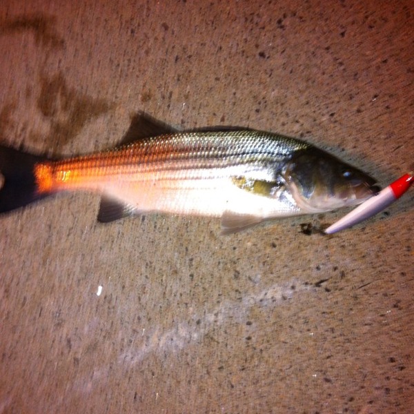 Great fishing report  image here, check it out